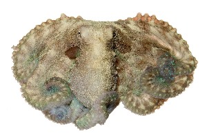  ( - BOLD-KAYDNXWZ2)  @11 [ ] CreativeCommons - Attribution (2016) LifeScanner Centre for Biodiversity Genomics