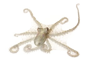  ( - BOLD-9XFWSLM43)  @11 [ ] CreativeCommons - Attribution (2016) LifeScanner Centre for Biodiversity Genomics