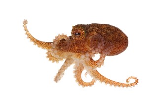 (Octopus wolfi - BOLD-PLV6N1UC6)  @11 [ ] CreativeCommons - Attribution (2016) LifeScanner Centre for Biodiversity Genomics