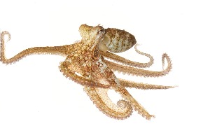  ( - BOLD-IEB6UM2W1)  @11 [ ] CreativeCommons - Attribution (2016) LifeScanner Centre for Biodiversity Genomics
