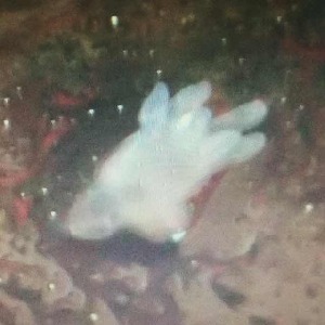  ( - BOLD-0DIPNFGY0)  @11 [ ] Copyright (2016) LifeScanner User Unspecified