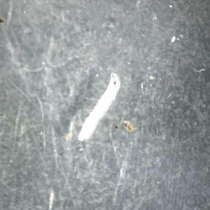  ( - BOLD-0DJ1LXWB4)  @11 [ ] Copyright (2017) Unspecified Unspecified