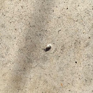  ( - BOLD-0E7RG41U0)  @11 [ ] CreativeCommons - Attribution (2017) Centre for Biodiversity Genomics Unspecified