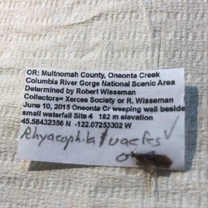  (Rhyacophila vaefes - BOLD-3JYH5E7V6)  @11 [ ] Copyright (2018) Unspecified LifeScanner
