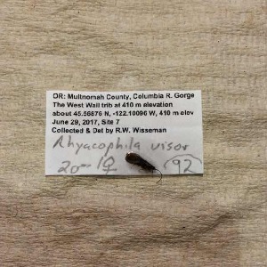  (Rhyacophila visor - BOLD-3JZCG1FD6)  @11 [ ] Copyright (2017) LifeScanner Unspecified