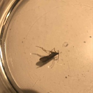  (Rhyacophila lurella - BOLD-3KMJTLI75)  @11 [ ] Copyright (2018) Unspecified LifeScanner
