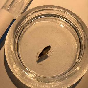  (Rhyacophila arcella - BOLD-3MLXRIBY1)  @11 [ ] Copyright (2018) Unspecified LifeScanner
