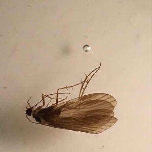  (Rhyacophila iranda - BOLD-3MQWKFH56)  @11 [ ] Copyright (2018) LifeScanner LifeScanner