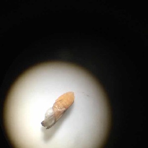  ( - BOLD-69KQA5BI5)  @12 [ ] CreativeCommons - Attribution (2016) LifeScanner Centre for Biodiversity Genomics