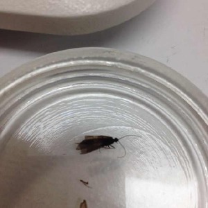  (Rhyacophila unipunctata - BOLD-ADBH1GX57)  @12 [ ] CreativeCommons - Attribution (2015) LifeScanner Centre for Biodiversity Genomics