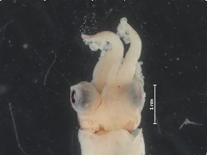  (Enoploteuthis sp. 2 - MOCAR700-D02)  @11 [ ] CreativeCommons  Attribution Non-Commercial Share-Alike (2019) (2015) Lourdes Vasquez-Yeomans El Colegio de la Frontera Sur