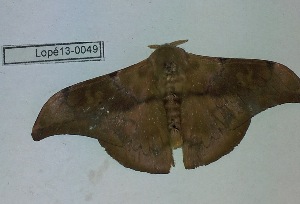  ( - Lope13-0049)  @13 [ ] CreativeCommons - Attribution Non-Commercial Share-Alike (2014) ECODIV Univ Rouen