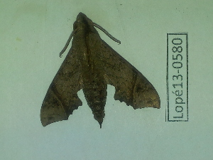  ( - Lope13-0580)  @12 [ ] CreativeCommons - Attribution Non-Commercial Share-Alike (2014) ECODIV Univ Rouen