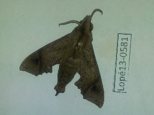  ( - Lope13-0581)  @12 [ ] CreativeCommons - Attribution Non-Commercial Share-Alike (2014) ECODIV Univ Rouen