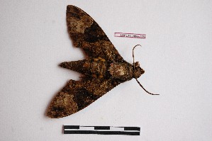  ( - LOPE14-Lepido0964)  @12 [ ] CreativeCommons - Attribution Non-Commercial Share-Alike (2014) Sylvain Delabye ECODIV