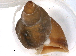  (Lymnaeinae - BIOUG09921-F03)  @14 [ ] CreativeCommons - Attribution (2014) CBG Photography Group Centre for Biodiversity Genomics