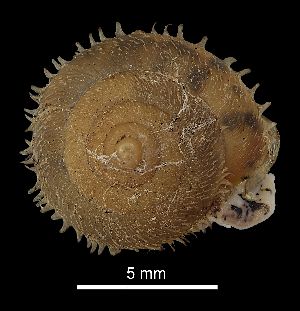  ( - MZB 2017-0796-2)  @11 [ ] CreativeCommons - Attribution Share-Alike (2019) Unspecified Museu de Ciencies Naturals de Barcelona - Zoology