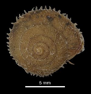  ( - MZB 2017-0796-3)  @11 [ ] CreativeCommons - Attribution Share-Alike (2019) Unspecified Museu de Ciencies Naturals de Barcelona - Zoology
