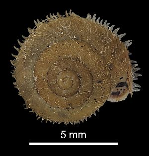  ( - MZB 2017-0796-4)  @11 [ ] CreativeCommons - Attribution Share-Alike (2019) Unspecified Museu de Ciencies Naturals de Barcelona - Zoology