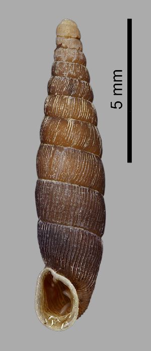  (Clausilia rugosa - MZB-2017-0807)  @11 [ ] CreativeCommons - Attribution Share-Alike (2021) Unspecified Museu de Ciencies Naturals de Barcelona, Zoological Collections