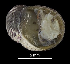  (Theodoxus meridionalis - MZB 2017-0973-1)  @11 [ ] CreativeCommons - Attribution Share-Alike (2019) Unspecified Museu de Ciencies Naturals de Barcelona - Zoology