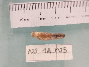  ( - A22_G1A_M25)  @11 [ ] CreativeCommons - Attribution Non-Commercial Share-Alike  Unspecified Unspecified