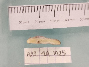  ( - A22_G1A_M25)  @11 [ ] CreativeCommons - Attribution Non-Commercial Share-Alike  Unspecified Unspecified