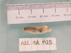  (Deroceras invadens - A22_G1A_M25)  @11 [ ] CreativeCommons - Attribution Non-Commercial Share-Alike  Unspecified Unspecified