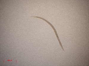 (Sphaerotheristus sp. 1XP - 108P4F14)  @11 [ ] by_nc_nd (2014) Unspecified Ghent University