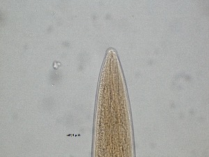  (Asymmelaimus - 12H6K12)  @11 [ ] by_nc_nd (2012) Unspecified Ghent University