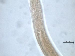  (Sphaerotheristus sp. 2XP - 181P17F14)  @11 [ ] by_nc_nd (2014) Unspecified Ghent University