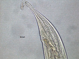  (Enoploides - 1C16A12)  @11 [ ] by-nc-nd (2020) Unspecified Ghent University