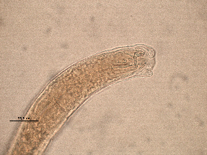  (Ptycholaimellus brevisetosus - 44P25D14)  @11 [ ] by_nc_nd (2014) Unspecified Ghent University