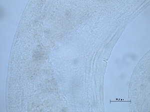  ( - 6X6K14)  @11 [ ] by_nc_nd (2014) Unspecified Ghent University