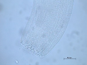  ( - 6X6K14)  @11 [ ] by_nc_nd (2014) Unspecified Ghent University