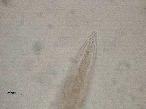  ( - 76P14E14)  @11 [ ] by_nc_nd (2014) Unspecified Ghent University
