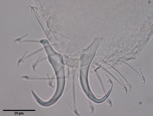  ( - 120614-1-8)  @11 [ ] CreativeCommons - Attribution Non-Commercial Share-Alike (2017) Unspecified Norwegian Veterinary Institute