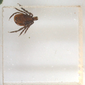  (Ixodes persulcatus - NMNH-2023-025-C09)  @11 [ ] No Rights Reserved (2023) Yvonne Linton Smithsonian Institution National Museum of Natural History