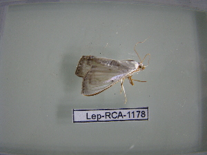  ( - LEP-RCA-1178)  @12 [ ] CreativeCommons - Attribution Non-Commercial Share-Alike (2012) J.LORET ECODIV