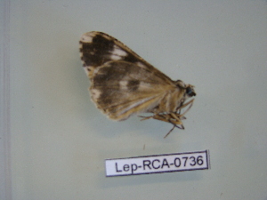  ( - LEP-RCA-0736)  @12 [ ] CreativeCommons - Attribution Non-Commercial Share-Alike (2012) J.LORET ECODIV