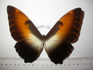  (Morpho hecuba - BC-FMP-2183)  @13 [ ] Copyright (2011) Frank Meister Research Collection of Frank Meister