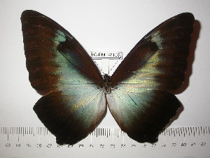  ( - BC-FMP-2185)  @14 [ ] Copyright (2011) Frank Meister Research Collection of Frank Meister