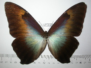  (Morpho cisseis - BC-FMP-2188)  @14 [ ] Copyright (2011) Frank Meister Research Collection of Frank Meister