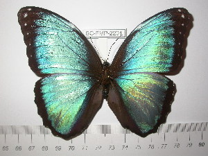  (Morpho achilles songo - BC-FMP-2201)  @14 [ ] Copyright (2011) Frank Meister Research Collection of Frank Meister