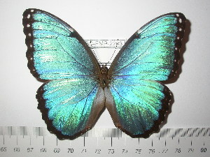  (Morpho achilles guaraunos - BC-FMP-2203)  @14 [ ] Copyright (2011) Frank Meister Research Collection of Frank Meister