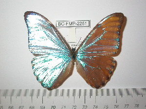  (Morpho aurora - BC-FMP-2251)  @13 [ ] Copyright (2011) Frank Meister Research Collection of Frank Meister