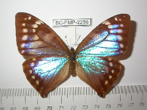  (Morpho aega - BC-FMP-2256)  @13 [ ] Copyright (2011) Frank Meister Research Collection of Frank Meister