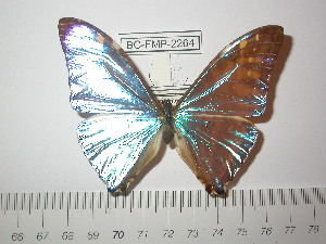  (Morpho zephyritis - BC-FMP-2264)  @13 [ ] Copyright (2011) Frank Meister Research Collection of Frank Meister