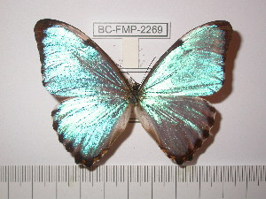  (Morpho portis - BC-FMP-2269)  @13 [ ] Copyright (2011) Frank Meister Research Collection of Frank Meister