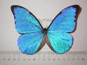  (Morpho anaxibia - BC-FMP-2270)  @11 [ ] Copyright (2011) Frank Meister Research Collection of Frank Meister